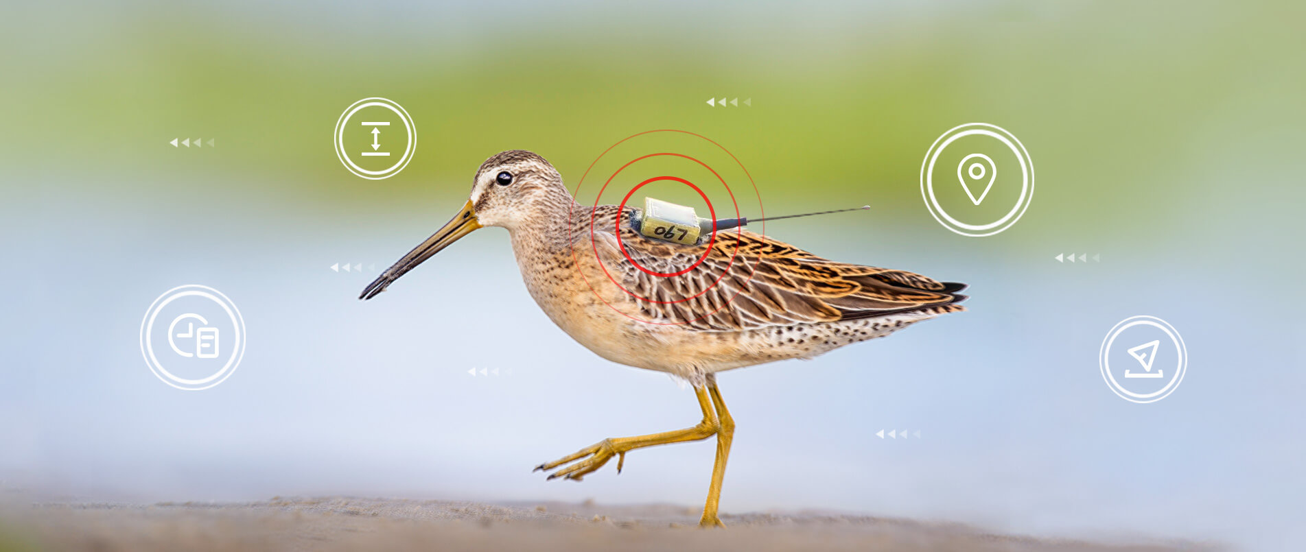 不朽情缘官方网站物联网整体解决方案，助力小型鸟类实现全球追踪